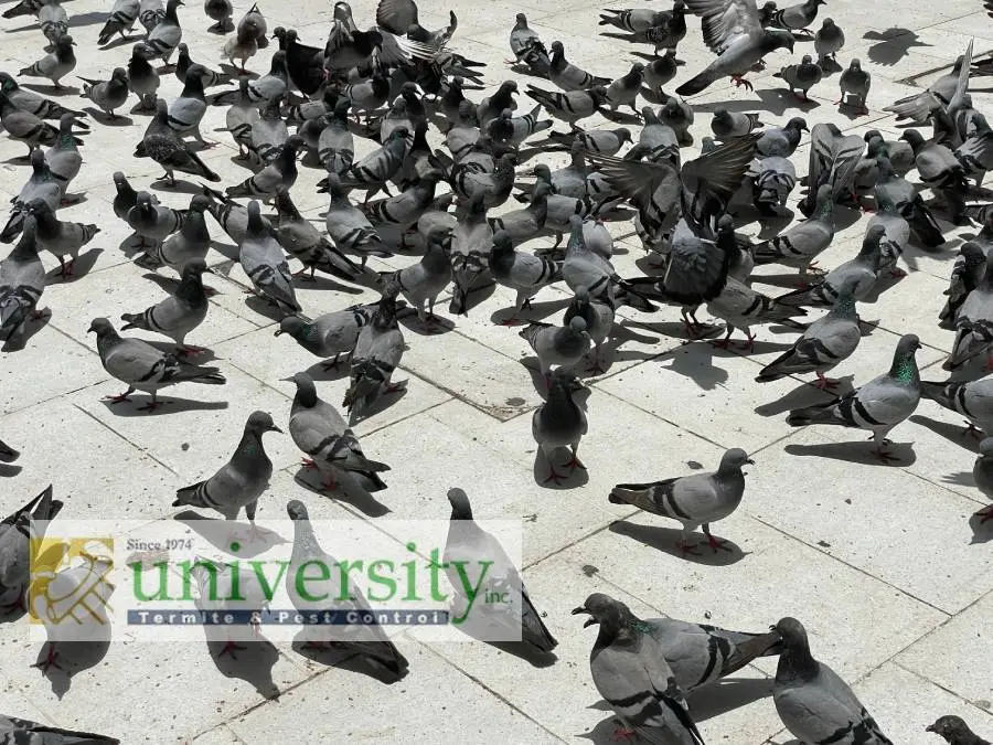 A large flock of pigeons gathered on a paved surface