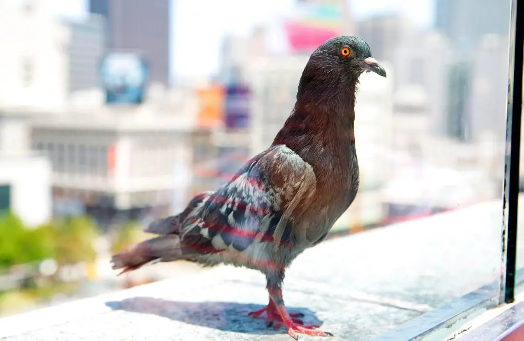 A close-up image of a pigeon or similar bird perched on a window sill, with a blurry urban background visible through the window.
