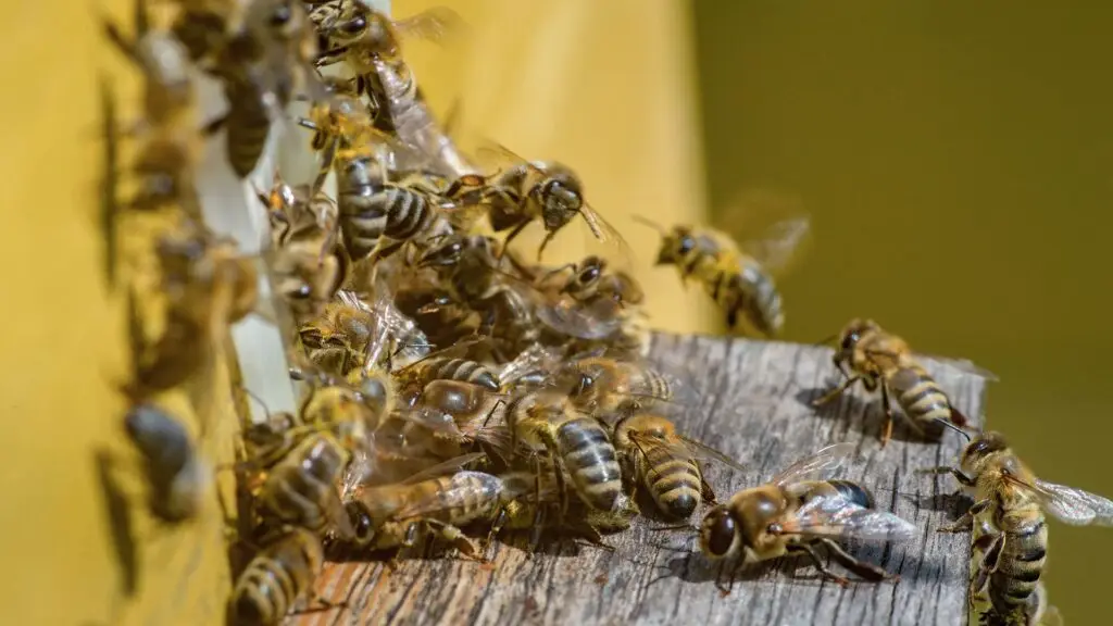 An image showing a close-up view of many honeybees or other flying insects on a piece of wood or other surface.