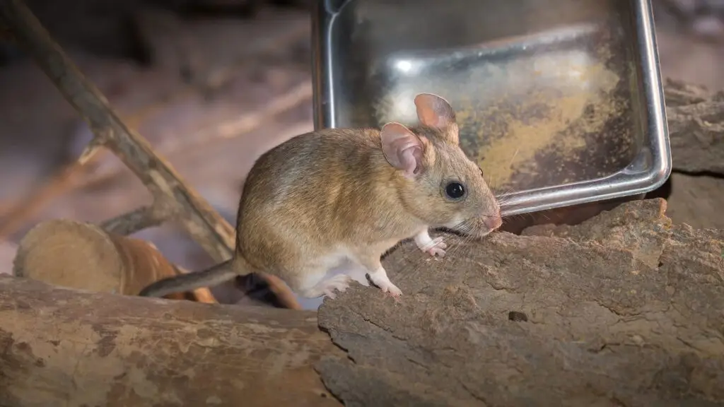 An image showing a small brown rodent, possibly a mouse, peering out from behind a glass container or object.