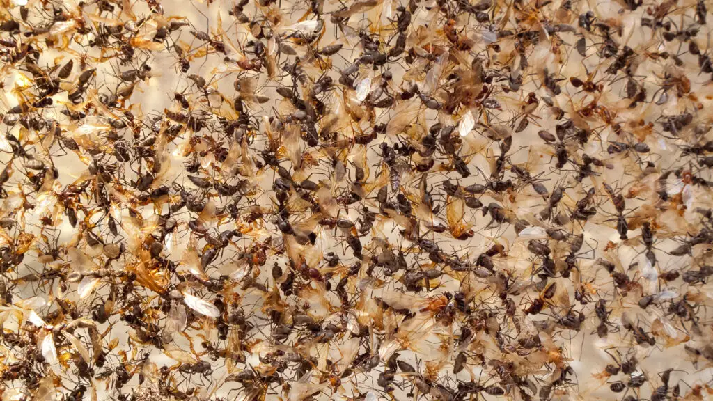 An image showing a swarm of small flying insects, possibly ants or termites, covering a surface.