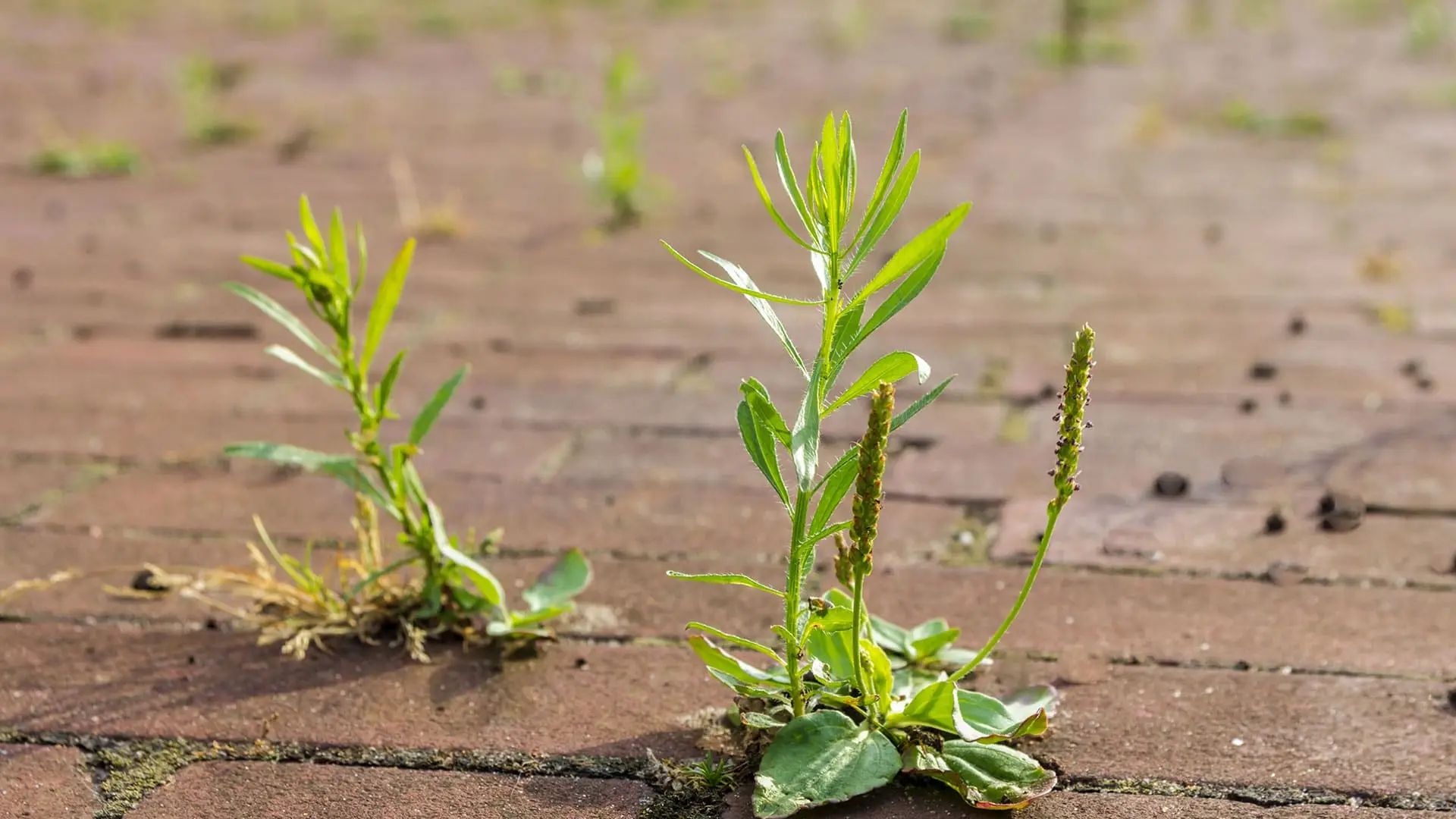 An image showing a group of small green plants growing in a dirt or gravel area.