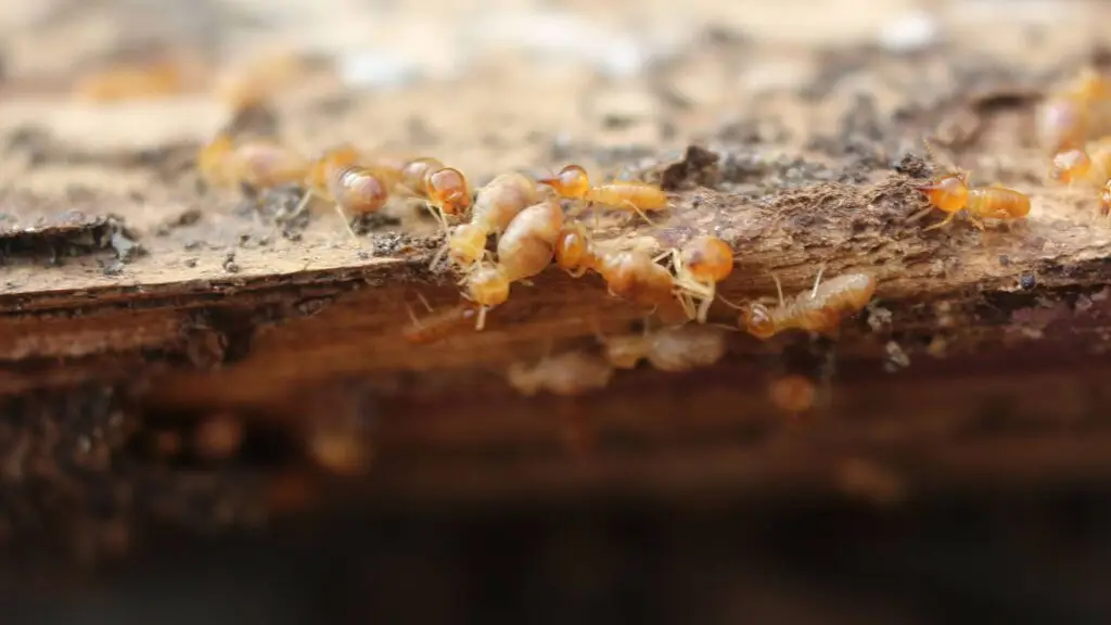 A close-up image of termites or similar insects crawling on a piece of wood or bark.
