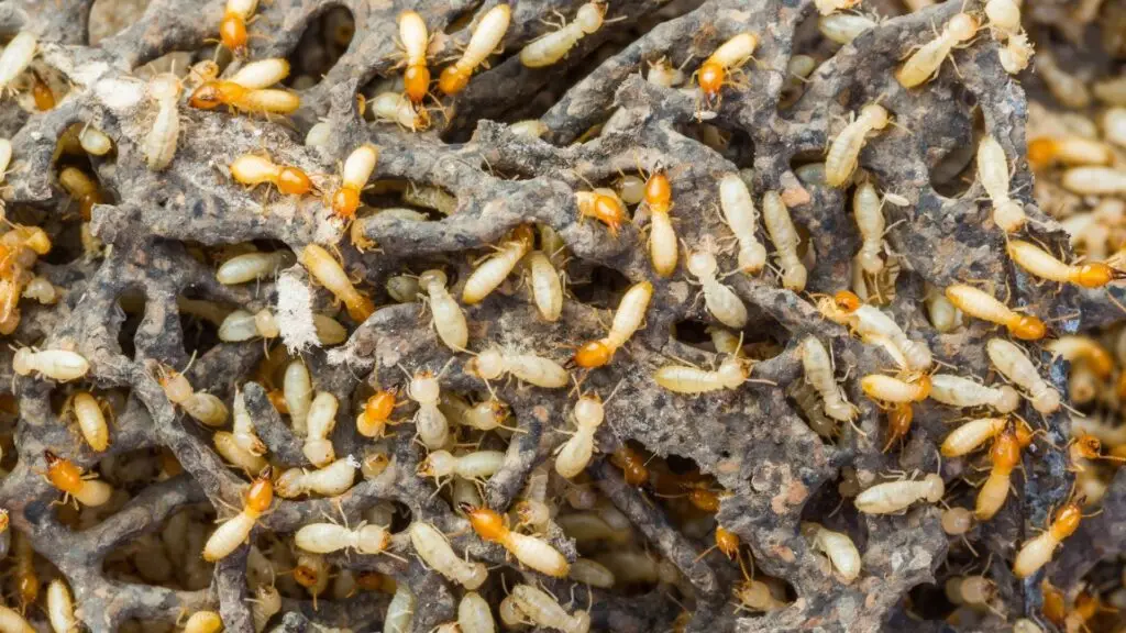 An image showing a large group of termites or other small insects crawling on a surface