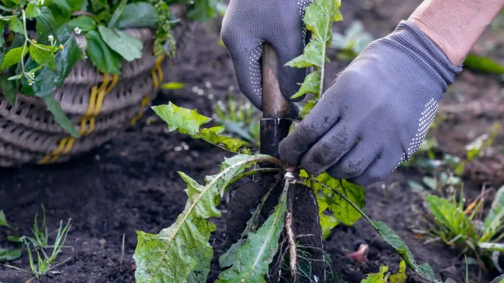 Hands in gardening gloves carefully removing a weed from the soil