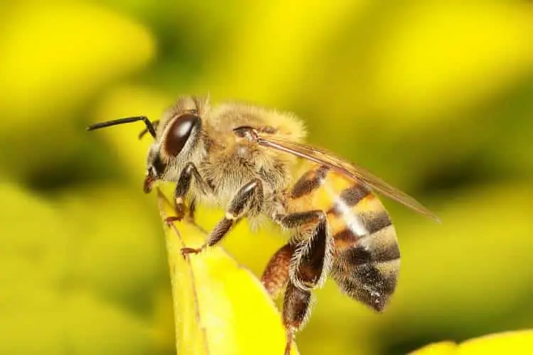A close-up of a fuzzy bee pollinating a yellow flower