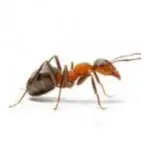 An ant-like insect with a brown, segmented body and long legs. The image shows the insect in close-up detail.