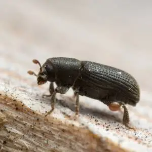 A dark-colored beetle with pronounced ridges on its back, crawling on a wooden surface.
