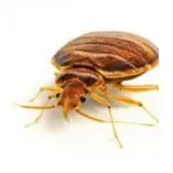A close-up image of a beetle with a reddish-brown shell and long antennae.