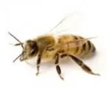 A close-up image of a honey bee with a fuzzy yellow and black striped body and transparent wings.