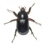 A close-up image of a black fly with large compound eyes and a slender body.