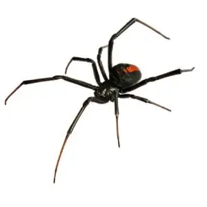 A close-up image of a large black spider with a distinct red marking on its abdomen, crawling on a white background.