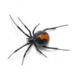 A close-up image of a black spider with eight legs and a distinctive orange marking on its abdomen.
