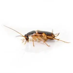 Close-up of a large brown cricket-like insect with long antennae and legs