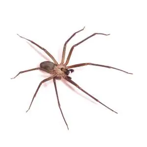 A close-up image of a large brown spider with long legs and a distinctive body shape, crawling on a white background.
