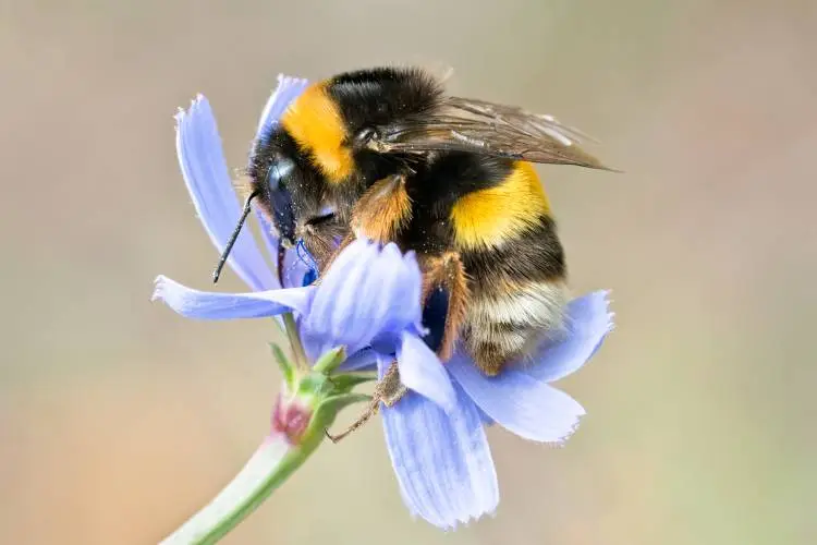 A detailed photograph of a bumblebee gathering nectar from a blue flower, its fuzzy body and wings visible.