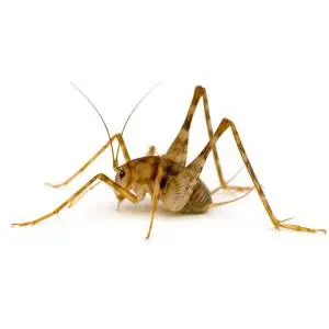 Close-up of a large brown cricket-like insect with long antennae and legs