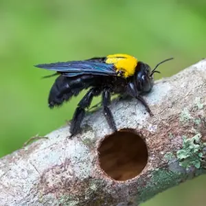 A close-up photograph of a black and yellow bumblebee perched on a branch.