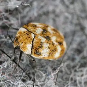A close-up photograph of a brown and black spotted beetle crawling on a leaf or branch in a blurred, grey background.