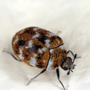 A close-up image of a spotted brown and black beetle crawling on a light-colored surface.