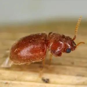 A close-up image of a reddish-brown beetle with an elongated body crawling on a wooden surface.