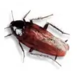 A close-up image of a red and black cockroach or beetle with antennae and legs visible.