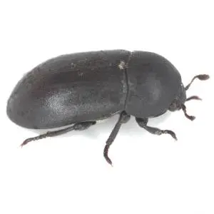 A close-up photograph of a large, black beetle with long antennae crawling on a surface.