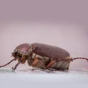 A close-up image of a reddish-brown beetle with an elongated body crawling on a light-colored surface.