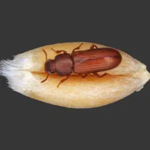 A close-up photograph of a large, reddish-brown beetle with an elongated body and large mandibles.