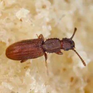 A close-up image of a red-orange beetle with a hard, shell-like body resting on a light-colored surface.