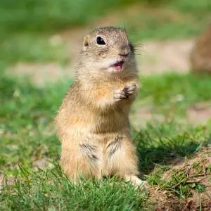 An image of a ground squirrel or chipmunk-like animal with striped fur, sitting upright and alert on a grassy surface.