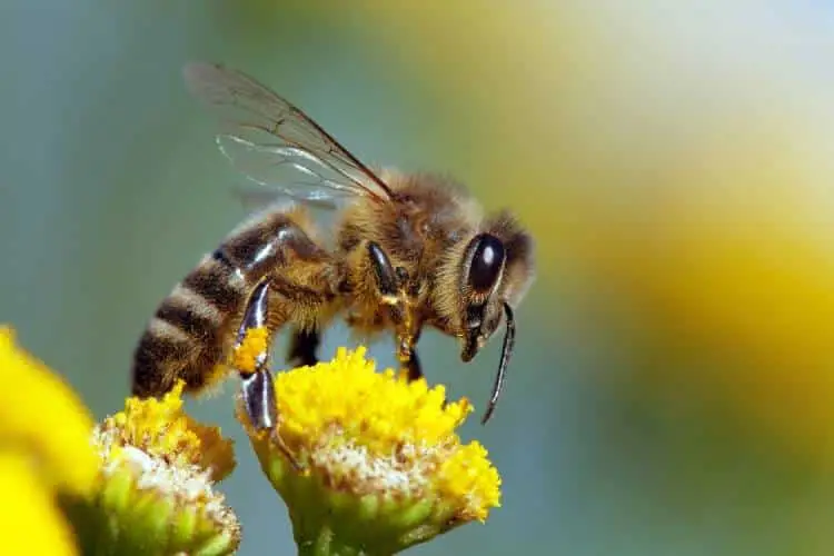 A close-up image of a bee pollinating a yellow flower, with its wings outstretched and legs gripping the petals.