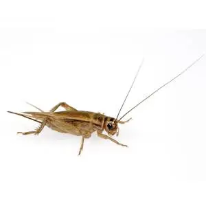 Close-up of a large brown cricket-like insect with long antennae and legs