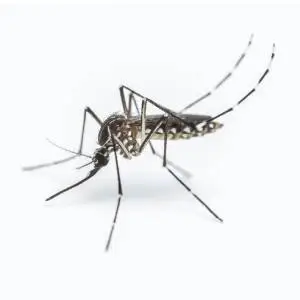 A close-up view of a mosquito with its long, slender legs and body