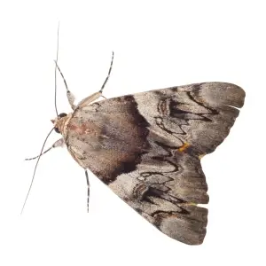 A close-up view of a brown moth with intricate wing patterns
