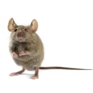 An image of a small gray mouse or rodent with large ears and whiskers, sitting upright on a white background.