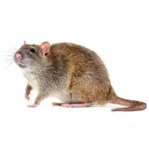A small brown rodent, likely a mouse, with large ears and a long tail. The image shows the mouse sitting and looking directly at the camera.