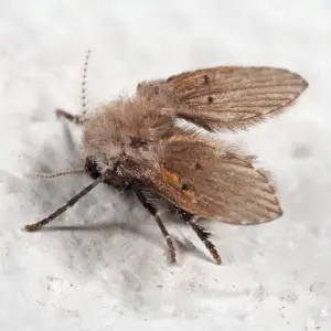 A detailed close-up image of a small, hairy fly or similar insect, with large compound eyes and prominent wings.