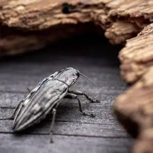 A close-up monochrome photograph of a beetle crawling on a wooden surface.
