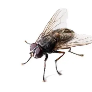 A close-up image of a small fly or similar insect, with large compound eyes, long legs, and delicate wings.