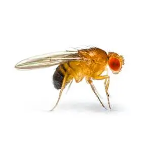 A close-up image of a bright orange fly with transparent wings.