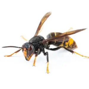 A close-up view of a yellow-and-black insect with a stout body and wings