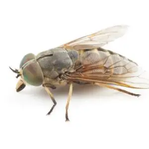 A close-up image of a fly with a dark body, transparent wings, and red eyes.