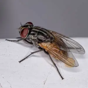 A close-up image of a fly with a dark body, large red eyes, and transparent wings.