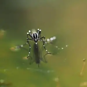 A close-up image of a small mosquito or gnat with long legs and a dark body, perched on a green leaf or plant stem.