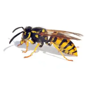 A close-up image of a wasp or hornet with a distinctive black and yellow striped pattern on its body.