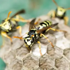 A group of wasps or hornets with black and yellow striped bodies, perched on a nest or comb-like structure.
