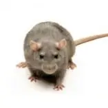 A close-up image of a gray mouse or small rodent with whiskers and a long tail.