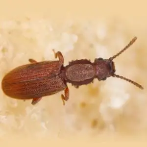 A close-up photograph of a brown beetle with a distinct body shape and antennae, sitting on a textured, light-colored surface.