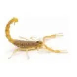 A close-up image of a yellow-orange scorpion with its pincers and stinger visible.